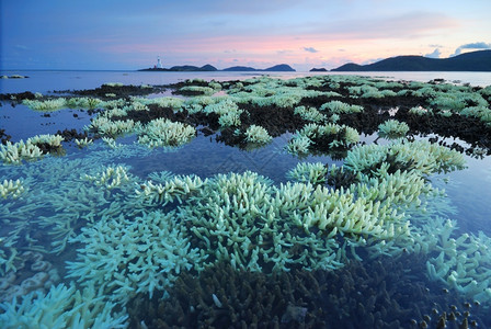 精彩的热带充满珊瑚美妙丽水下世界有珊瑚自然图片