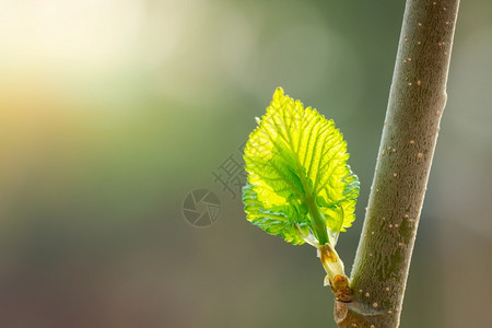 生长浆果年轻的花园中莫鲁斯年轻叶子图片