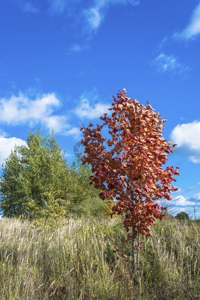 绿树和蓝天空背景的青红色小俄罗斯云雾笼罩着蓝天年轻的绿色秋图片