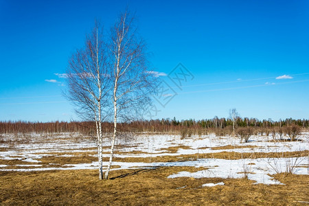 俄罗斯中部美丽的春天风景阳光明日俄罗斯中部的美丽春光草地场中央图片