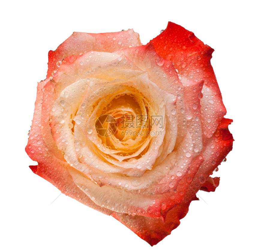 粉色的礼物植玫瑰头特写孤立在白色背景上粉红和橙玫瑰花在白背景上茶玫瑰特写的顶视图玫瑰头特写在白色背景上孤立茶玫瑰特写的宏观照片图片