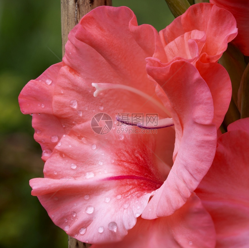 多年生GladiolusGladioluscomununis展示花瓣有丝和Anther的粉丝兰柱头图片