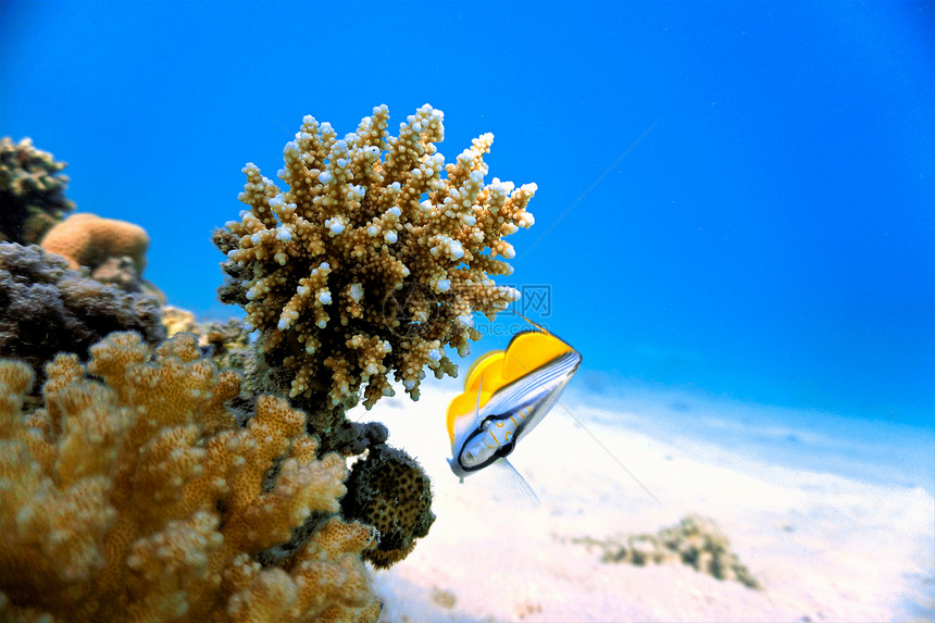 海底美丽的珊瑚礁图片