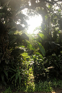 太阳热带植被的光束图画树木衬套图片