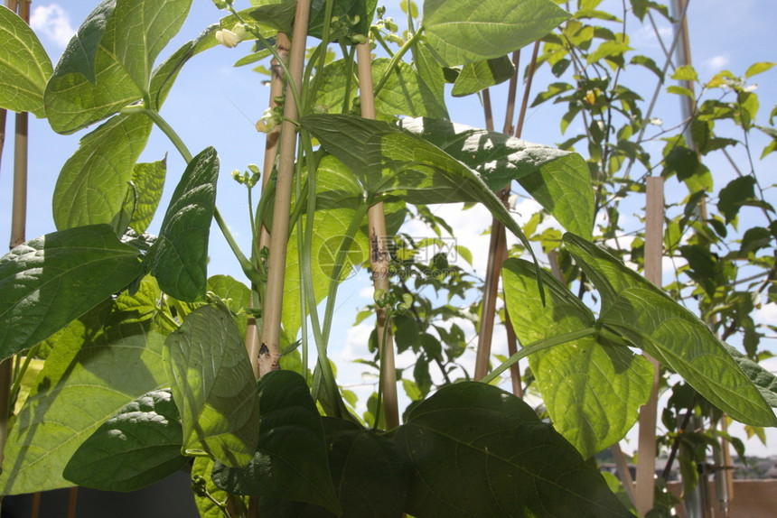 叶子园艺阳光明日的花园植物生长图片