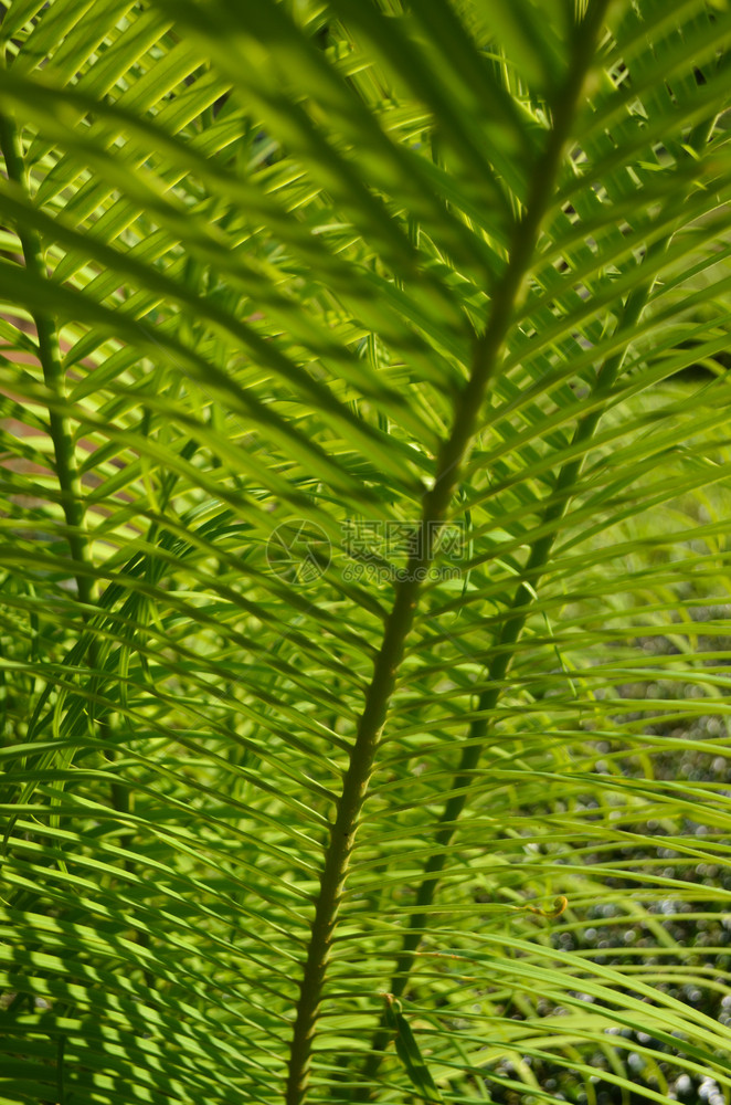 热带绿叶植物墙壁背景森林自然图片