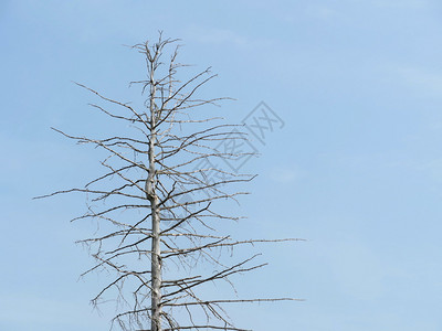 风景死的枯干树低角度对蓝天空视角鬼图片