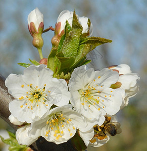 天空一种蜜蜂从白花中收集粉美丽图片