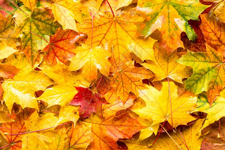 秋季森林地上的秋叶图片