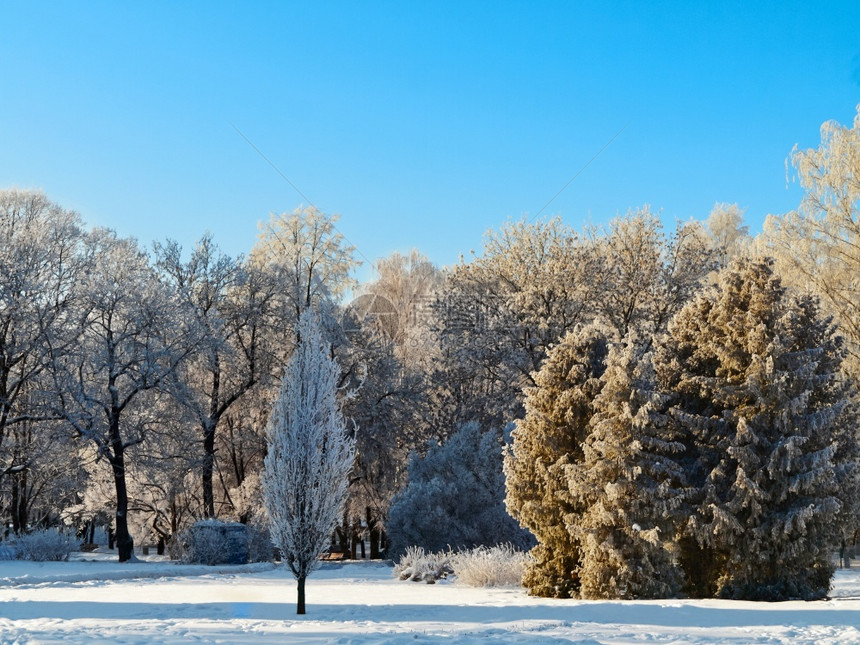蓝色的百汇冬季公园在清蓝的天空上有树木季节图片