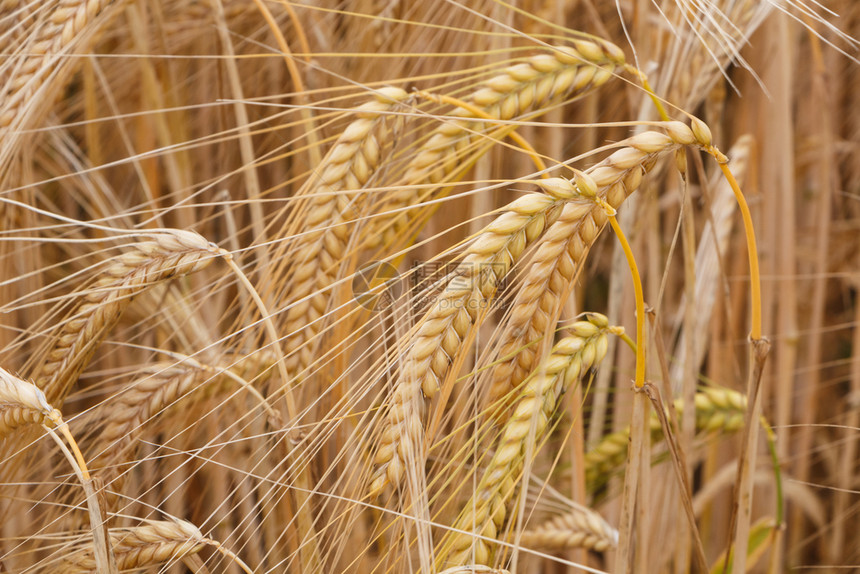 夏季布列塔尼小麦田成熟场地耳朵图片