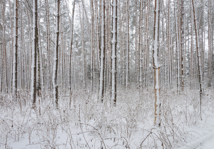木头松树冬季风景雪树干寒冷森林降雪图片