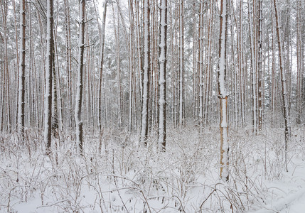 木头松树冬季风景雪树干寒冷森林降雪图片