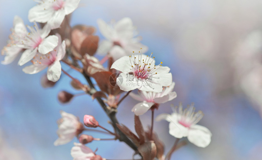 盛开的樱桃花图片