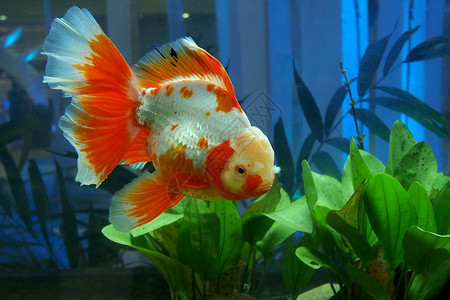 兰寿金鱼水族馆里的金鱼背景