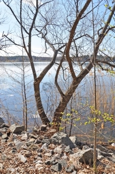 湖的风景有树春光下新的绿树叶和景观阳光自然图片