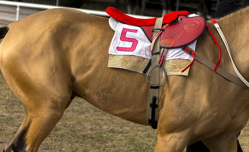 赛马红色鞍5号在一匹阿卡勒泰克马上高加索一种图片