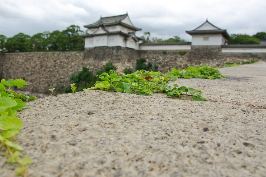 大阪城堡周围的墙壁详细描述在大阪城堡周围加固墙上的攀爬藤树厚行结石图片