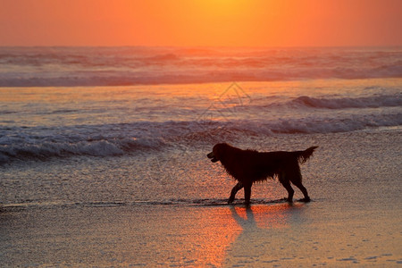 日落时沙滩上的狗图片