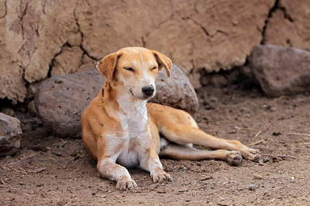 土著肯尼亚农村Masai的一头狗在小屋阴影下栖息非洲乡村的图片