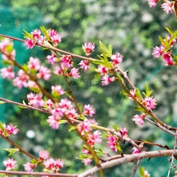 春日的粉红樱花图片