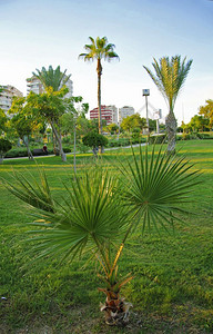 自然常绿晴天在亚热带公园种植的绿矮人棕榈树图片