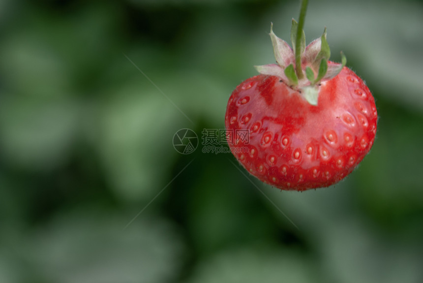 收成可口健康树枝上新鲜成熟的有机草莓孤立花园水果复制空间图片