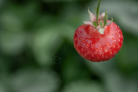 收成可口健康树枝上新鲜成熟的有机草莓孤立花园水果复制空间图片