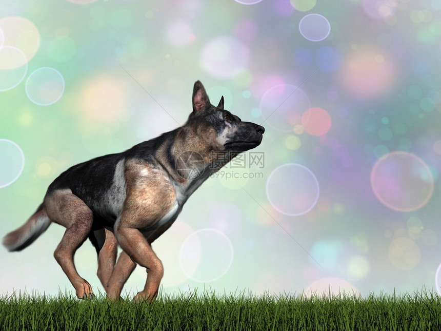 数字的狗德国牧羊犬在草地上奔跑绿色的bokoh背景3D使成为图片