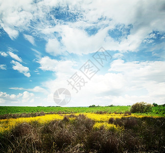 景观场地带黄花和绿草的农村原天空图片