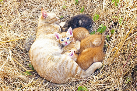 猫妈带着小在野外睡了肉食动物孩子图片