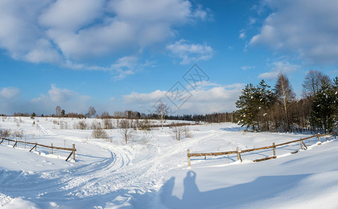 雪景森林图片