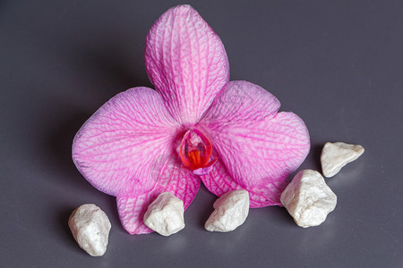美丽粉红兰花和白宝石作为温泉的装饰品白色石头图片