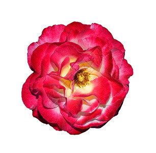 情人节开花夏天美丽的红玫瑰头特写孤立嫩头特写花园卉深焦美丽的红玫瑰特写图片