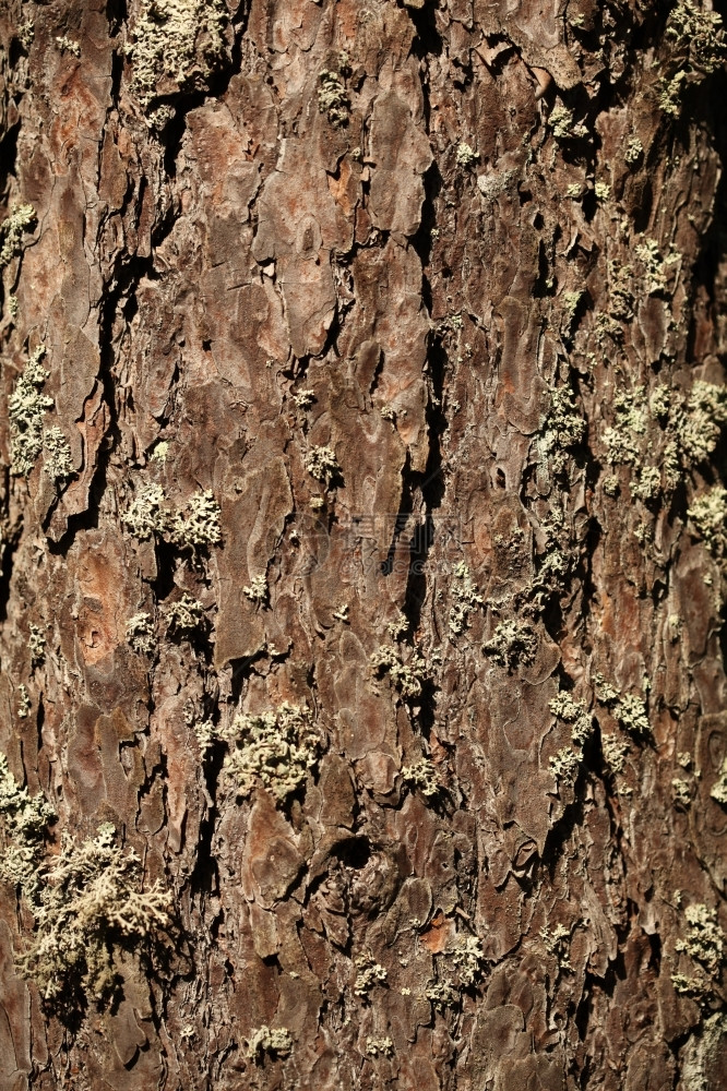 棕色的树干松皮背景木材图片