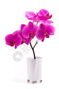 优雅自然美丽的一朵紫色兰花分支关闭图片