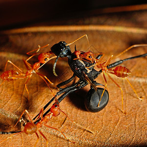 猎物食用黑蚂蚁的红食物福米卡图片