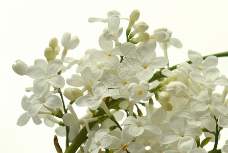 植物白色背景上的叶花纹园艺枝条图片