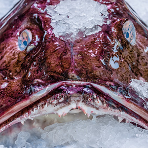 饮食市场上的安康鱼市海鲜摊上的安康鱼站立丑陋图片