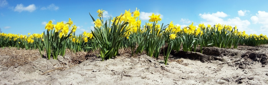 晴天在阳光明媚的春日一个有黄色自恋症的田地从低角度观察文化生长图片