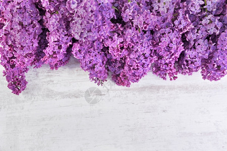 美丽新鲜的春天白色表格上紫银花朵排列底部复制空间的顶端视图图片