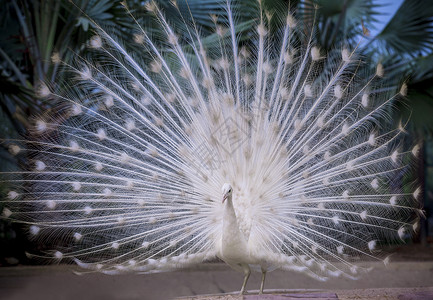 男白印度孔雀显示美丽的粉丝尾巴和在地面跳舞宽羽毛背景图片