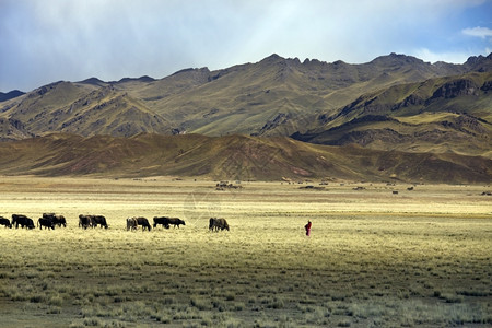 山脚草原上的放牧的人图片