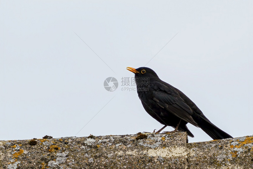 常见的荒野自然坐在屋顶上的黑色普通鸟涡轮图片