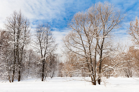 公园十二月寒冷的冬季森林下午被雪覆盖着树木图片