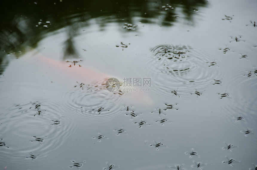 溜冰者蜘蛛格里达水蒸馏机夏季在一个湖上动物图片