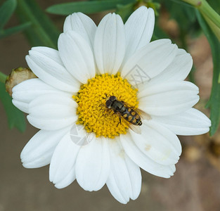 食蚜蝇悬停气垫从白黛西收集花蜜或粉的环绕飞行图片