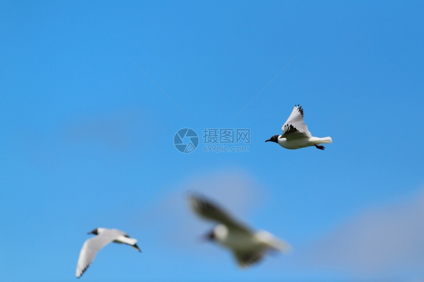 殖民地荷兰在蓝天飞行的黑头海鸥自然图片