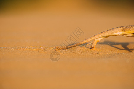 野生动物蜥蜴背景图片