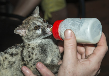 喝奶的小猫咪图片